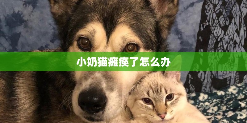 小奶猫瘫痪了怎么办