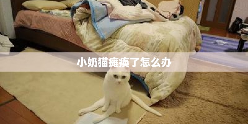 小奶猫瘫痪了怎么办