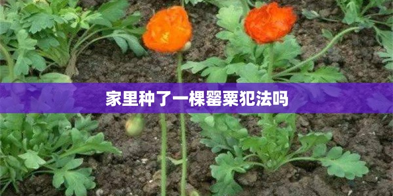 家里种了一棵罂粟犯法吗