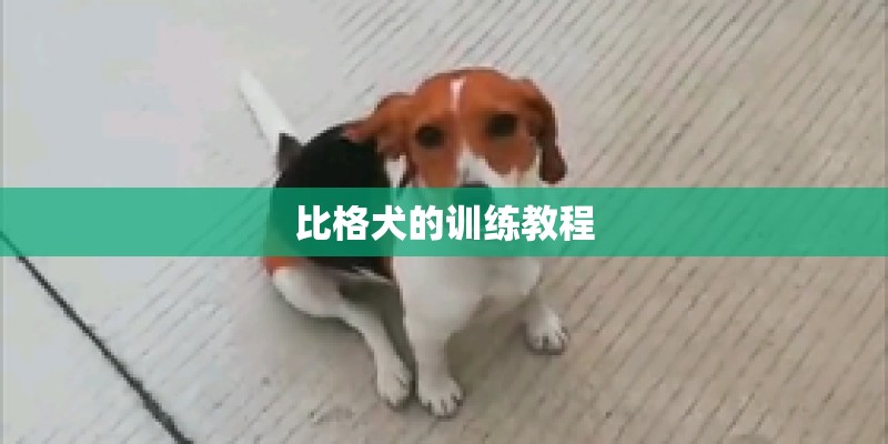 比格犬的训练教程