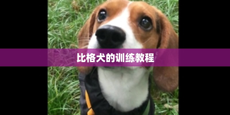 比格犬的训练教程