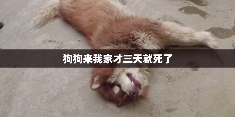 狗狗来我家才三天就死了