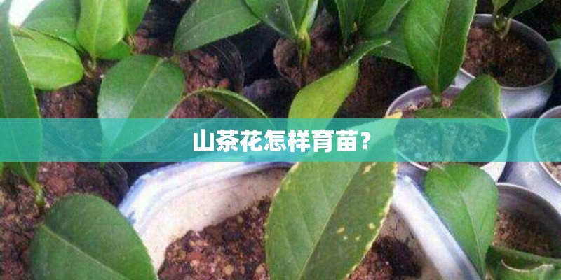 山茶花怎样育苗？