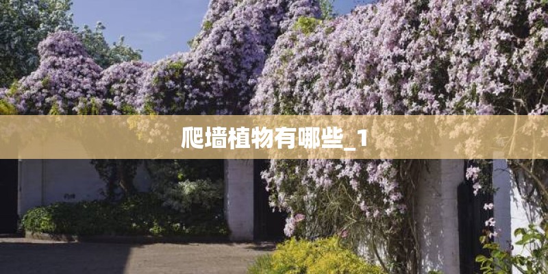 爬墙植物有哪些_1