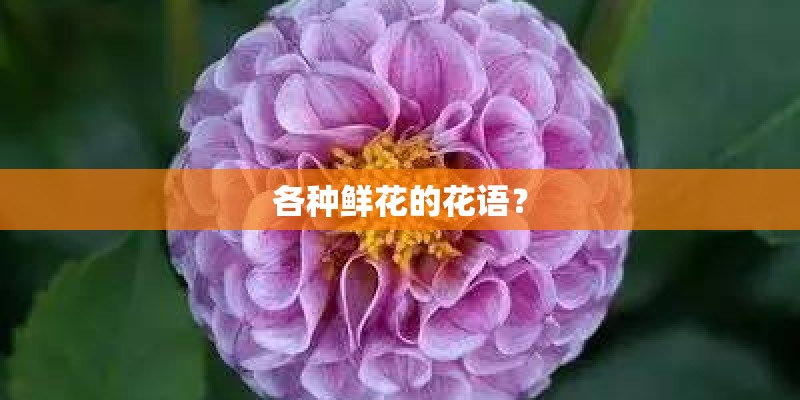 各种鲜花的花语？