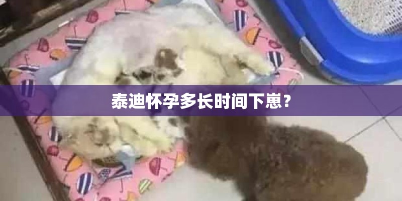 泰迪怀孕多长时间下崽？