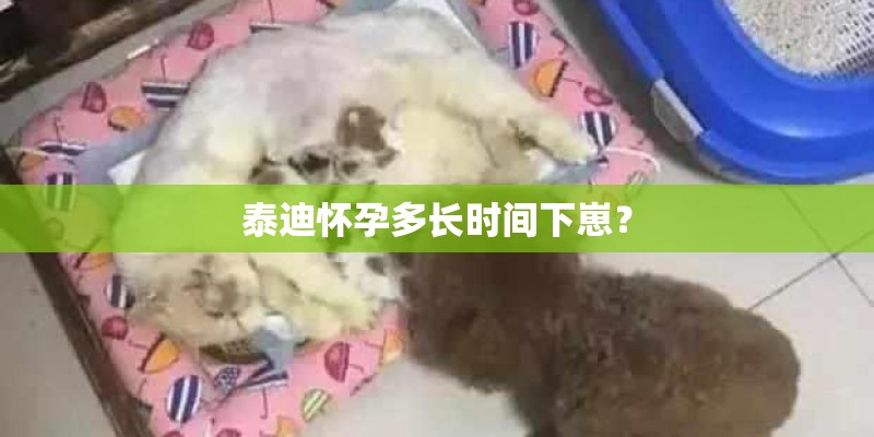 泰迪怀孕多长时间下崽？