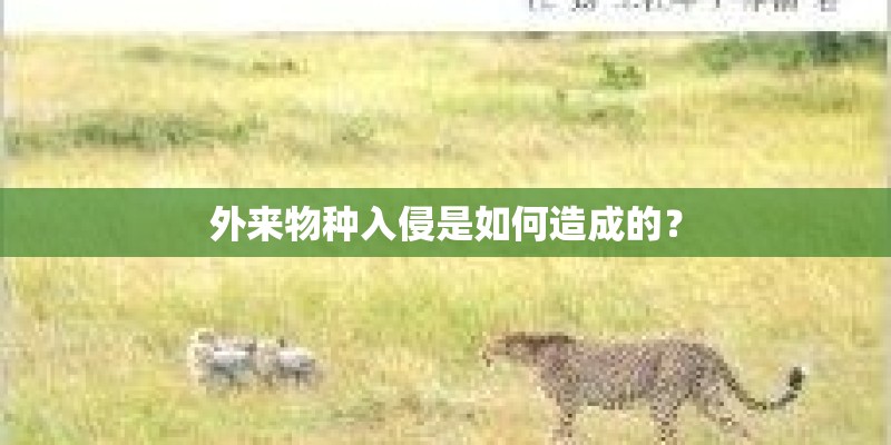 外来物种入侵是如何造成的？