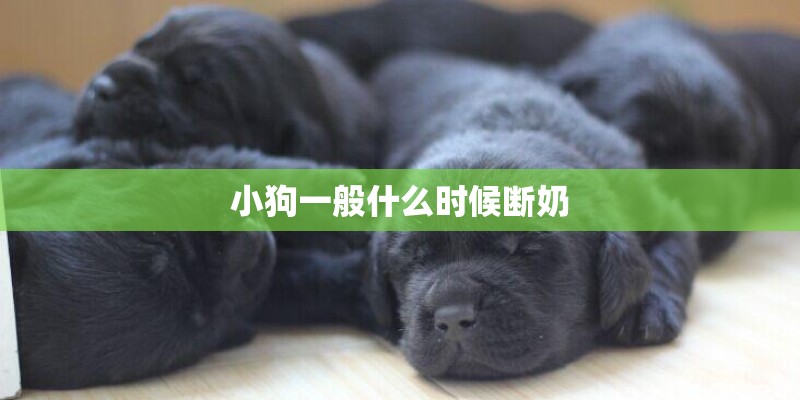 小狗一般什么时候断奶