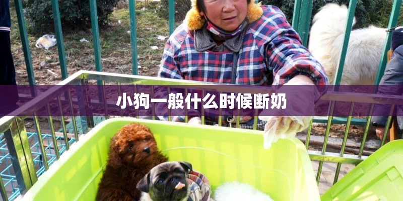 小狗一般什么时候断奶