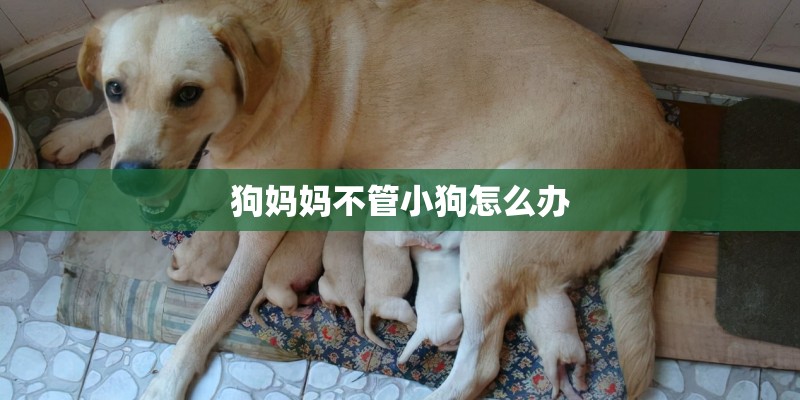 狗妈妈不管小狗怎么办
