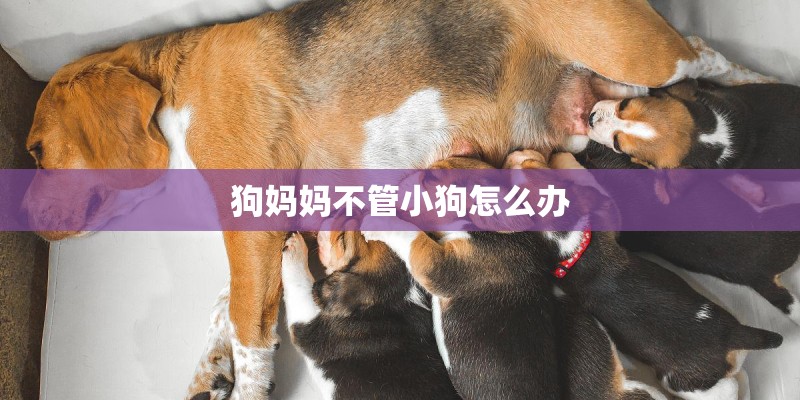 狗妈妈不管小狗怎么办