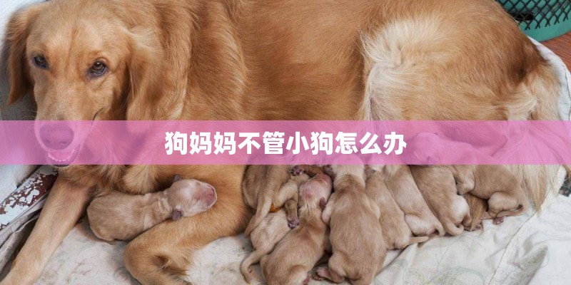 狗妈妈不管小狗怎么办