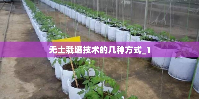 陕西宝鸡适合种植秋葵吗
