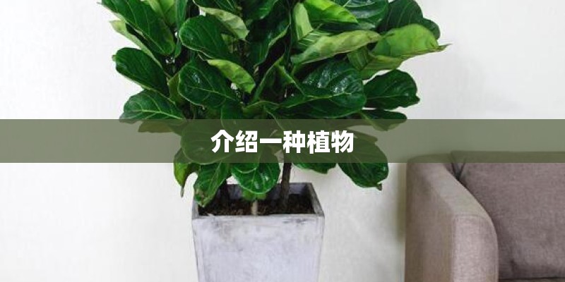 介绍一种植物