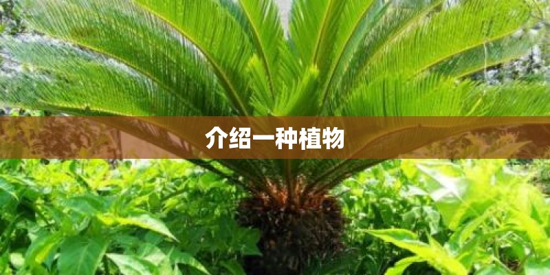 介绍一种植物