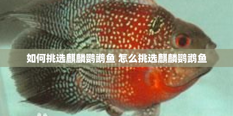 如何挑选麒麟鹦鹉鱼 怎么挑选麒麟鹦鹉鱼