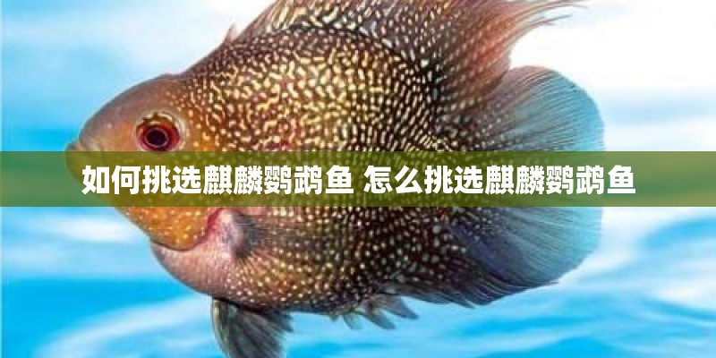 如何挑选麒麟鹦鹉鱼 怎么挑选麒麟鹦鹉鱼