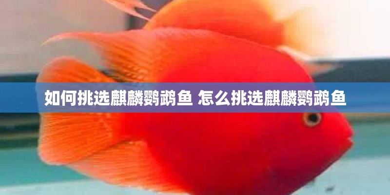 如何挑选麒麟鹦鹉鱼 怎么挑选麒麟鹦鹉鱼