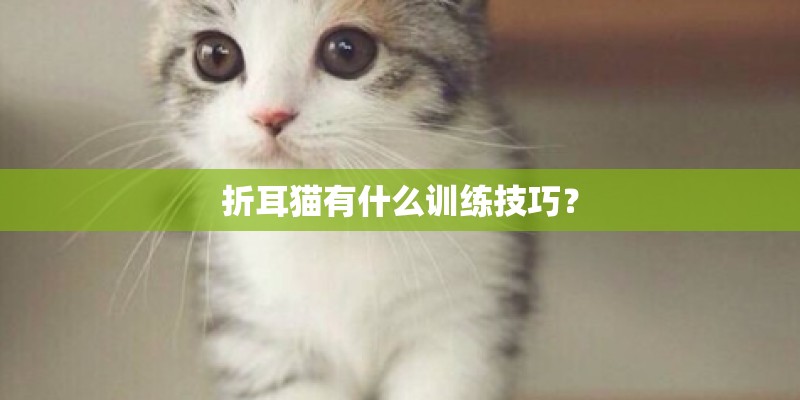 折耳猫有什么训练技巧? 折耳猫有什么训练技巧?