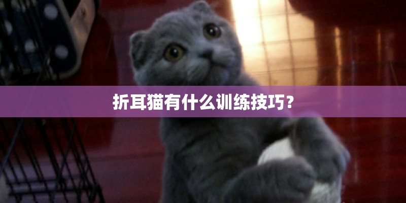 折耳猫有什么训练技巧? 折耳猫有什么训练技巧?