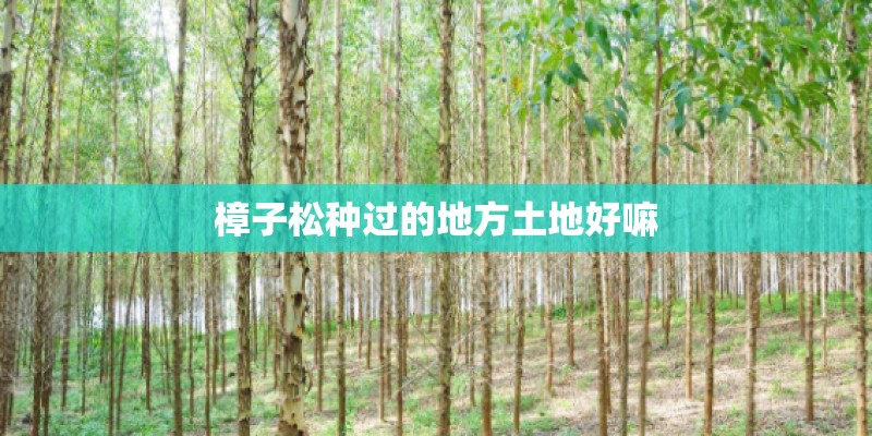 樟子松种过的地方土地好嘛