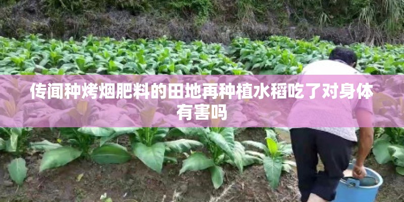 传闻种烤烟肥料的田地再种植水稻吃了对身体有害吗