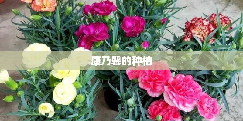 陕西宝鸡适合种植秋葵吗