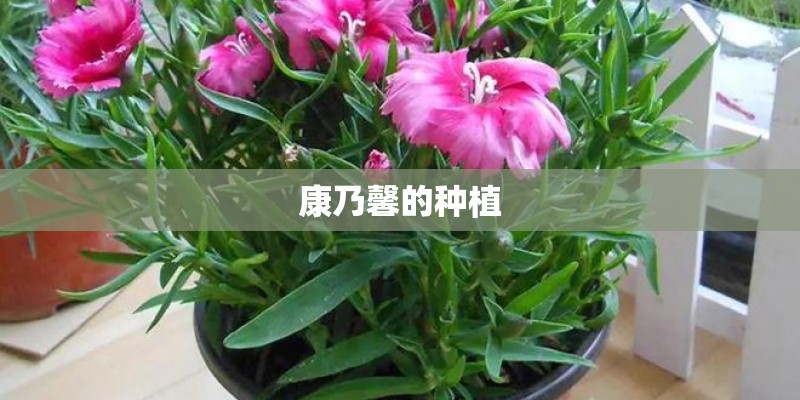 康乃馨的种植