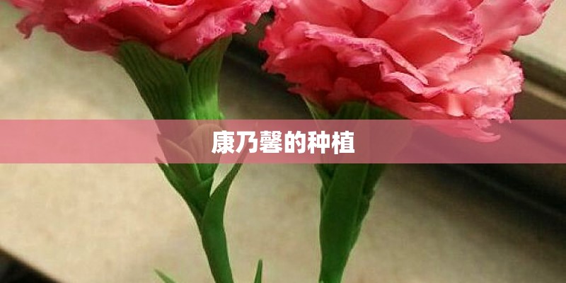康乃馨的种植