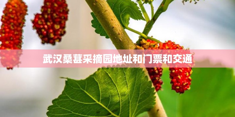 武汉桑葚采摘园地址和门票和交通