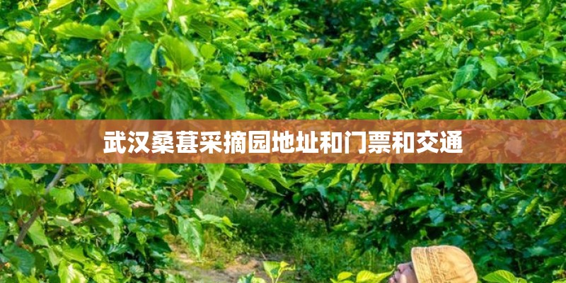 武汉桑葚采摘园地址和门票和交通