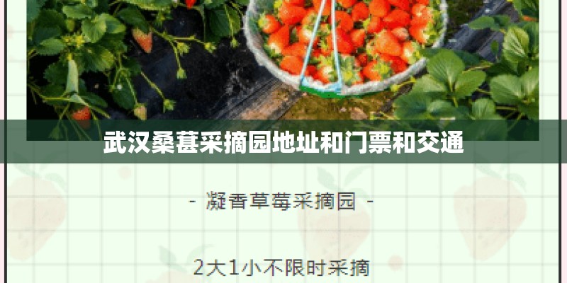 武汉桑葚采摘园地址和门票和交通