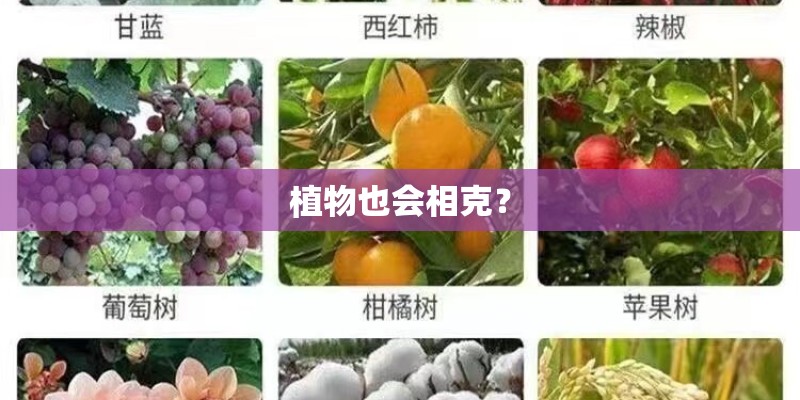 植物也会相克? 植物也会相克?