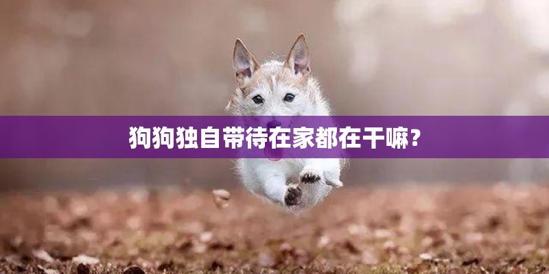 狗狗独自带待在家都在干嘛？