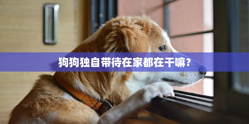 狗狗独自带待在家都在干嘛? 狗狗独自带待在家都在干嘛?
