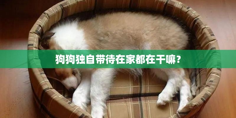 狗狗独自带待在家都在干嘛? 狗狗独自带待在家都在干嘛?