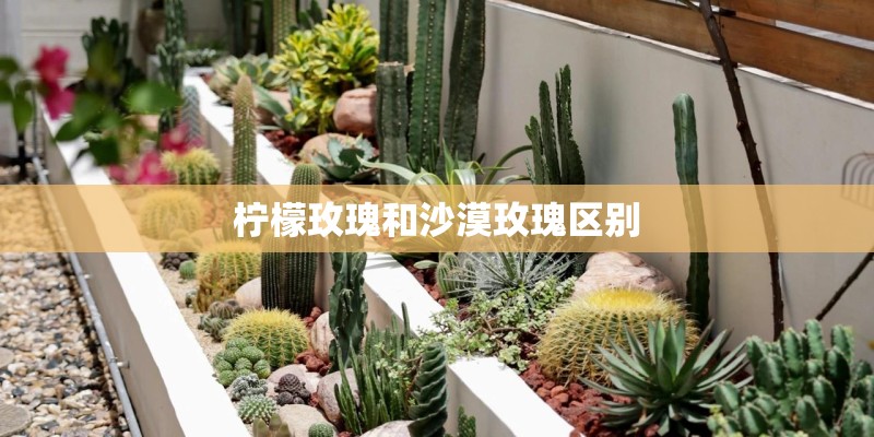 柠檬玫瑰和沙漠玫瑰区别