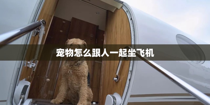 宠物怎么跟人一起坐飞机