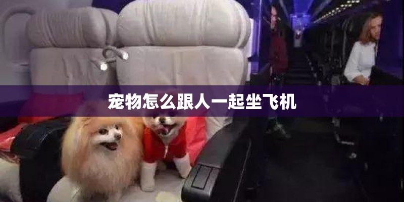 宠物怎么跟人一起坐飞机 宠物怎么跟人一起坐飞机