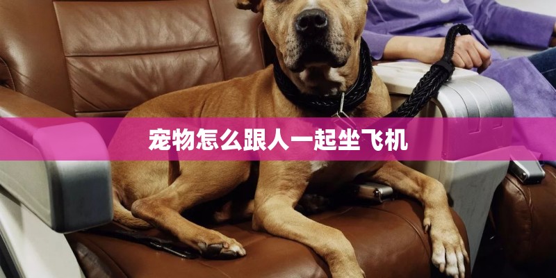 宠物怎么跟人一起坐飞机 宠物怎么跟人一起坐飞机