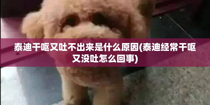 泰迪干呕又吐不出来是什么原因(泰迪经常干呕又没吐怎么回事)