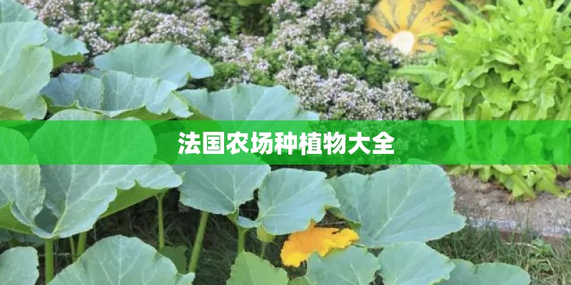 法国农场种植物大全