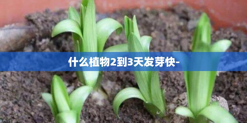 什么植物2到3天发芽快-