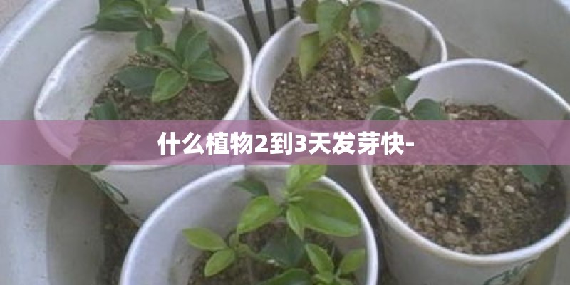 什么植物2到3天发芽快-