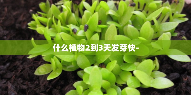 什么植物2到3天发芽快-