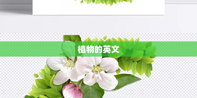 植物的英文