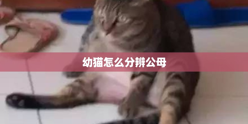 幼猫怎么分辨公母