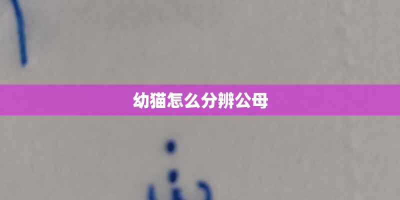 幼猫怎么分辨公母