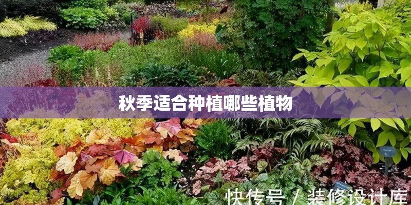 狗狗长虱子怎么办